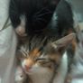 kittens free to good home Image 2