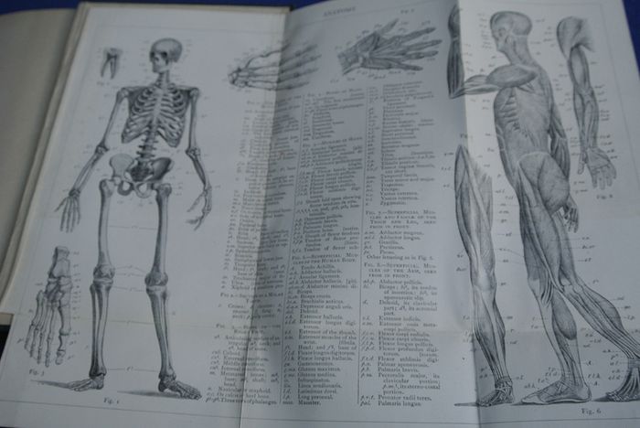 An Elementary Textbook Of Anatomy - By Henry Edward Clark (1936)