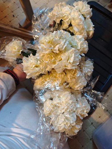 Cream carnation bundle X4 wholesale