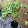 lemon tree Image 4