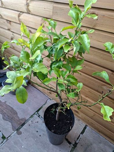 lemon tree