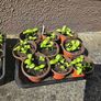 organic plants Image 4