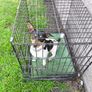 dog crate Image 2