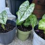 plant white caladium Image 3