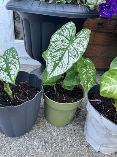 plant white caladium
