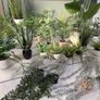 Faux plants Image 6