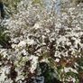 Flowering Shrubs, Two Euros Image 6