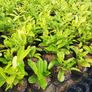 Laurel Hedging Image 2