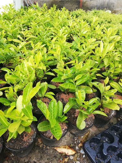 Laurel Hedging