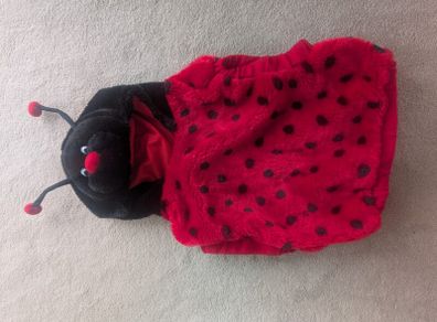Ladybird Costume
