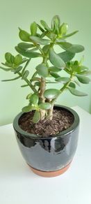 house plant