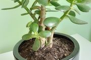 house plant