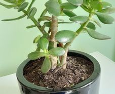 house plant