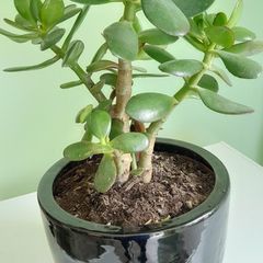 house plant