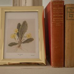 Framed Primrose Illustration