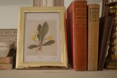 Framed Primrose Illustration