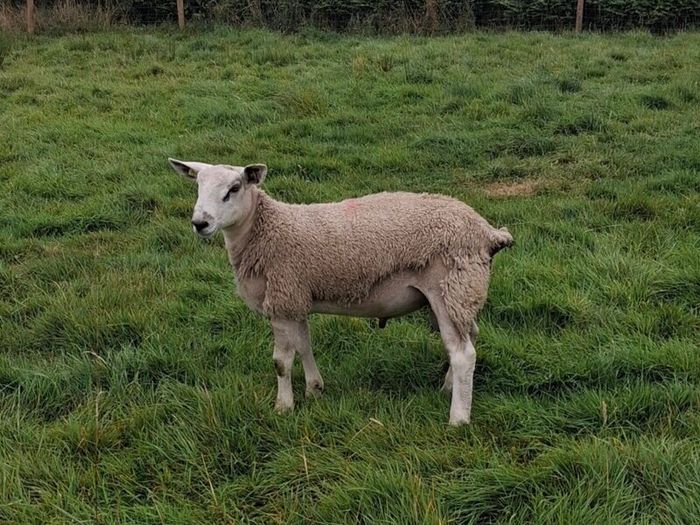 Aberfield Ram Lamb