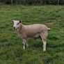 Aberfield Ram Lamb Image 2