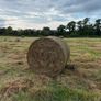Bales of rushes Image 2