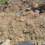 soil Image 3