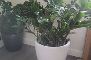 Zamioculcas Zamifolia planter