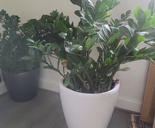 Zamioculcas Zamifolia planter