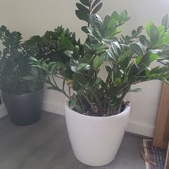 Zamioculcas Zamifolia planter