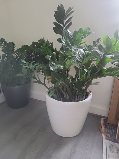 Zamioculcas Zamifolia planter