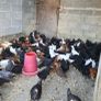 Point of lay pullets/hens Image 7