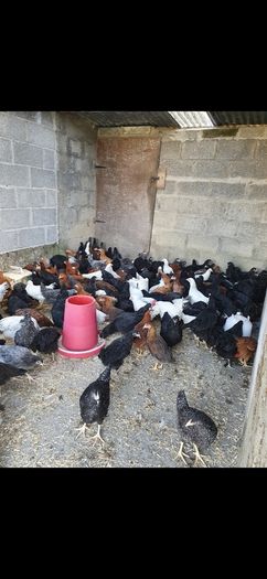 Point of lay pullets/hens