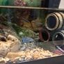 goldfish Image 4