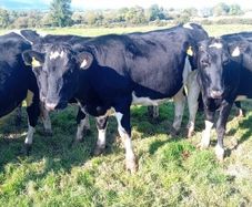 Maiden heifers