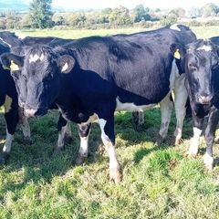 Maiden heifers