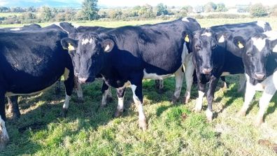 Maiden heifers