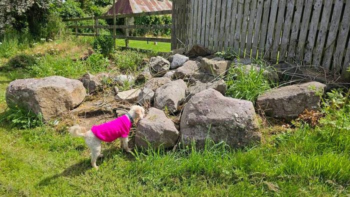 Garden rocks free to take