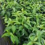 Portuguese Laurel Image 5