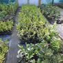 Griselinia Hedging Image 3