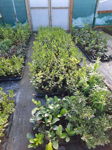 Griselinia Hedging