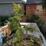 Bonsai Tree Image 5