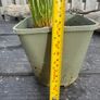 plant Image 3