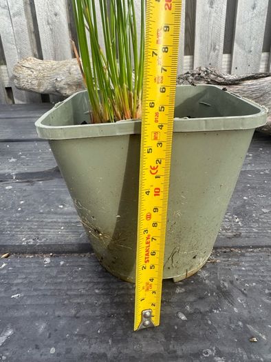 plant