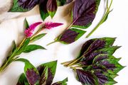 Lagos Spinach Seeds