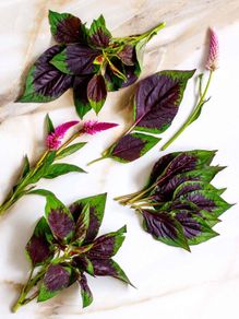 Lagos Spinach Seeds