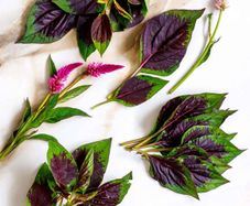 Lagos Spinach Seeds