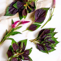Lagos Spinach Seeds