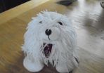 White Rag Dog for Sale