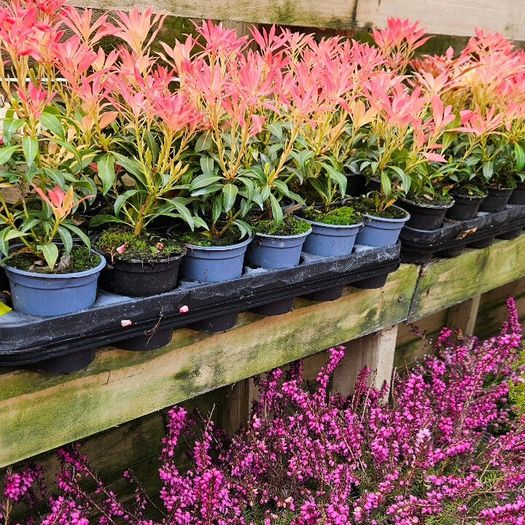 Shrubs and Garden Plants
