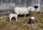 Ewes and lambs and inlamb ewes