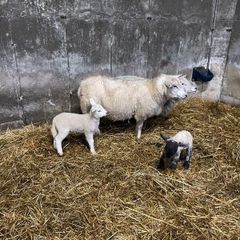 Ewes and lambs and inlamb ewes