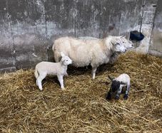 Ewes and lambs and inlamb ewes